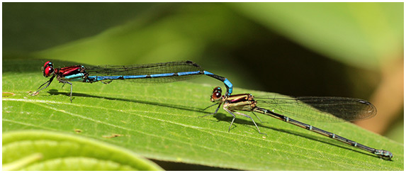 Argia cupraurea tandem