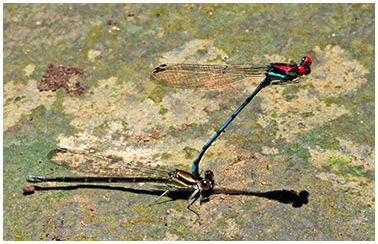 Argia cupraurea tandem