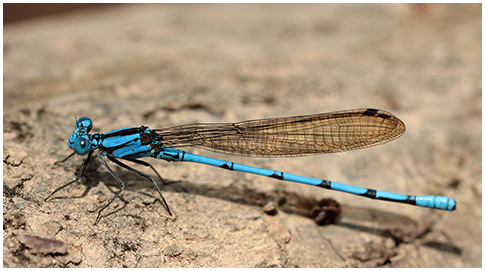 Argia fissa