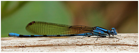 Argia fissa