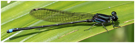 Argia indicatrix mâle