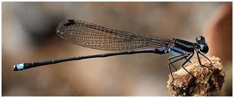 Argia indicatrix mâle