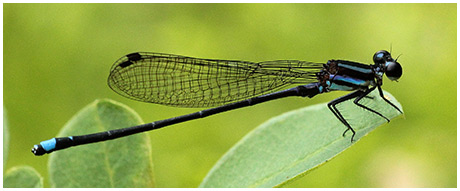 Swamp dancer male