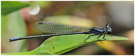 Argia johannella mâle