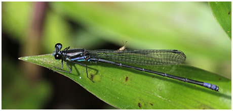 Argia johannella mâle