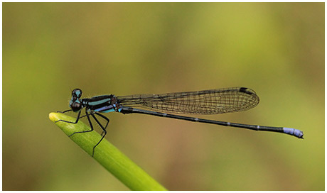 Argia johannella mâle