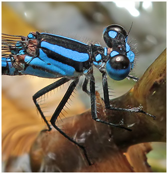 Argia popoluca