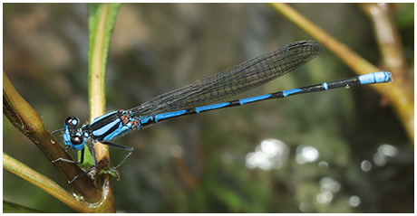 Argia sp. 6