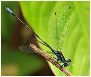 Argia pulla mâle