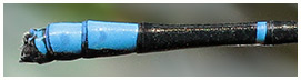 Argia sp. 6