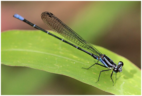 Argia sp. 7