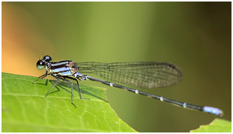 Argia sp. 7