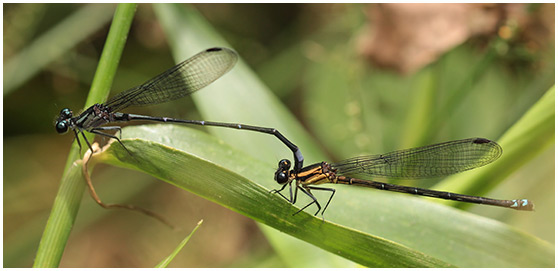 Argia ulmeca tandem