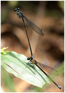 Argia ulmeca pair