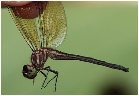 Little Clubskimmer female