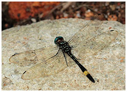 Brechmorhoga rapax