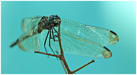 Dythemis nigra femelle