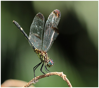 Dythemis nigra femelle