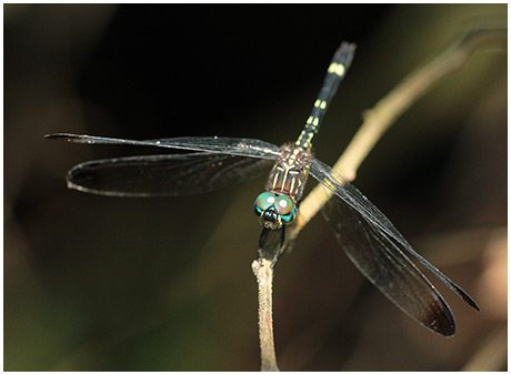 Blue-eyed Setwing