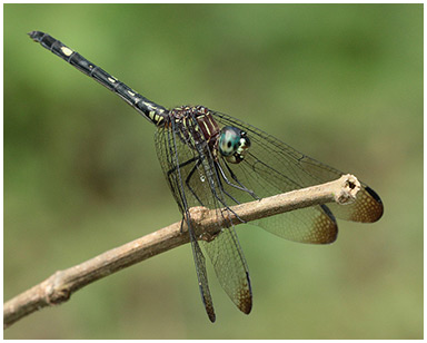 Dythemis nigra femelle