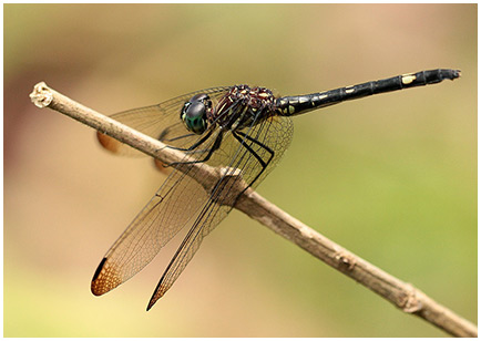 Dythemis nigra femelle