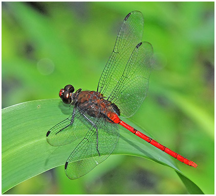 Erythemis haematogastra male