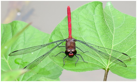 Erythemis haematogastra male