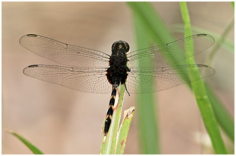 Erythemis attala mâle