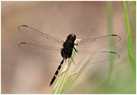 Erythemis plebeja mâle