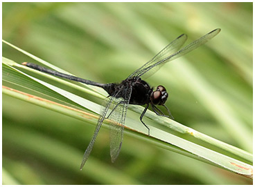 Erythemis plebeja