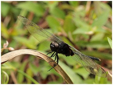 Pin-tailed Pondhawk