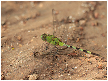 Erythemis vesiculosa mâle