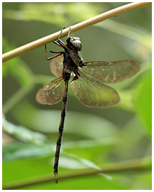 Dark-saddled Darner