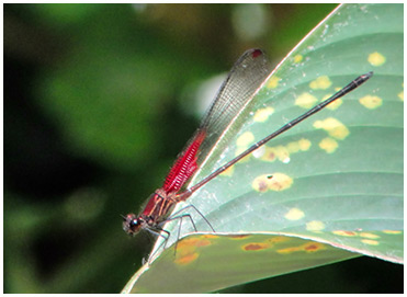 Hetaerina caja male