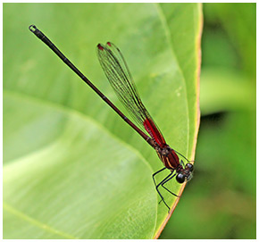 Hetaerina occisa mâle