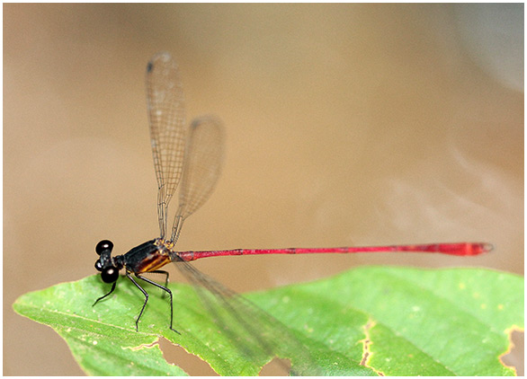 Heteragrion erythrogastrum