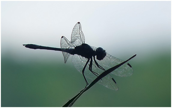 Idiataphe amazonica male