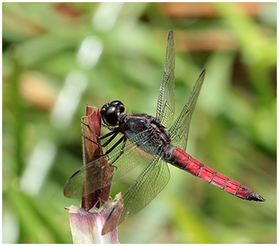 Libellula herculea mâle