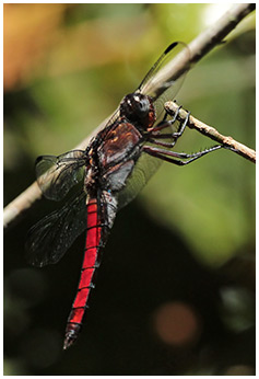 Libellula herculea mâle