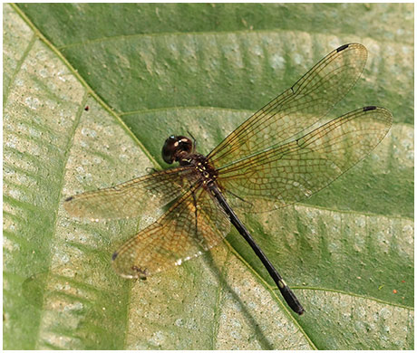 Macrothemis inequiunguis femelle