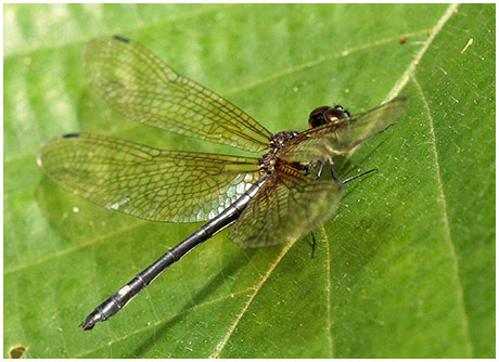 Macrothemis inequiunguis femelle