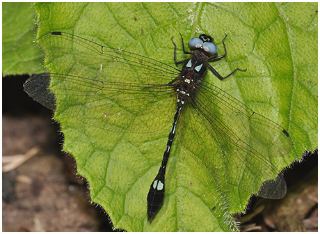 Macrothemis pseudimitans male