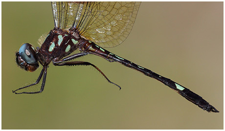 Macrothemis pseudimitans male