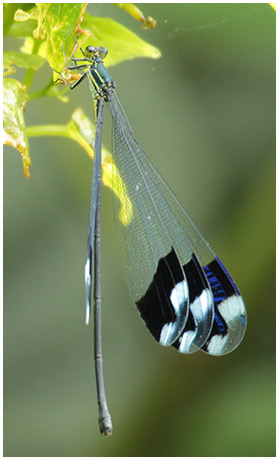 Megaloprepus caerulatus femelle