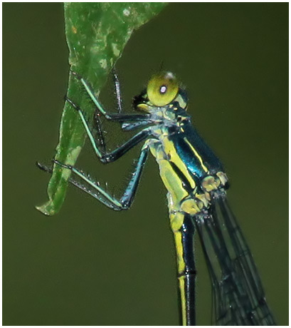 Megaloprepus caerulatus female