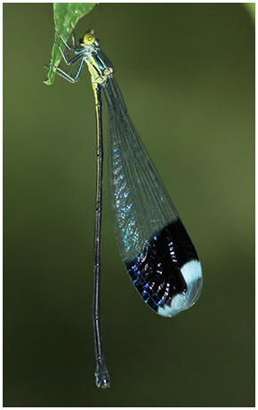 Megaloprepus caerulatus