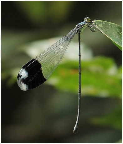 Megaloprepus caerulatus female