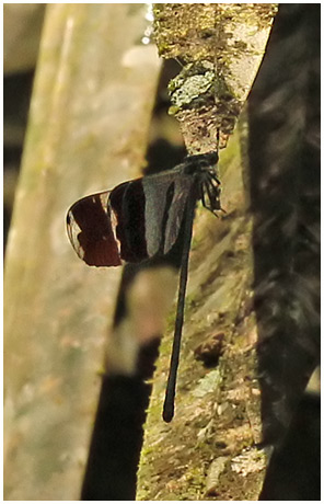 Megaloprepus caerulatus