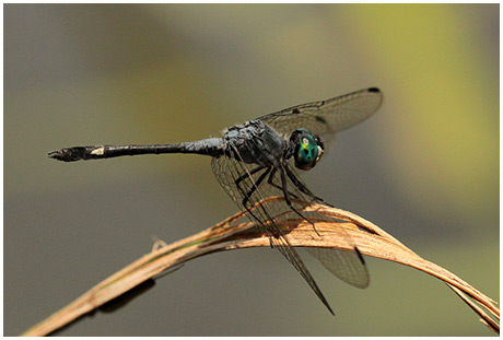 Micrathyria aequalis, Spot-tailed Dasher