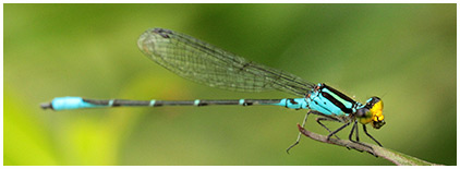 Caribbean Yellowface